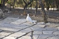 Pigeon in the Areopagus Hill Park from Athens in Greece Royalty Free Stock Photo