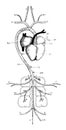 Pigeon Arterial System, vintage illustration