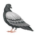Pigeon as Warm-blooded Vertebrates or Aves Vector Illustration