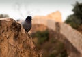 Pigeon atop an ancient stone wall