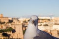 Pigeon at the Aventin Royalty Free Stock Photo