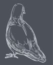 Pigeon back view, dove bird monochrome sketch outline