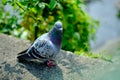 Pigeon on the background of the river in the park Royalty Free Stock Photo