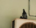 Pigeon on the balcony, window edge Royalty Free Stock Photo