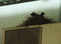 Pigeon on the balcony, window edge Royalty Free Stock Photo