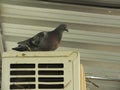 Pigeon on the balcony, window edge Royalty Free Stock Photo