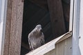 Pigeon in a barn-loft window