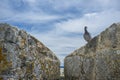 Pigeon on Battlement Castle of medieval Trujillo town