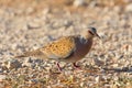 Pigeon on the beach Royalty Free Stock Photo