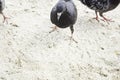 Pigeon on beach Royalty Free Stock Photo