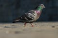 Pigeon Royalty Free Stock Photo