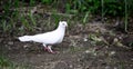 Pigeon bird on the backyard vegetable garden Royalty Free Stock Photo