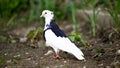 Pigeon bird on the backyard vegetable garden Royalty Free Stock Photo