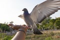 Pigeon bird feeding on human hand Royalty Free Stock Photo