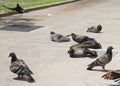 Pigeon bird flock sun tan on concrete ground