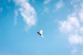 pigeon bird fly on air with cloud and blue sky color on background Royalty Free Stock Photo