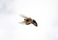 pigeon bird flying.animal theme Royalty Free Stock Photo