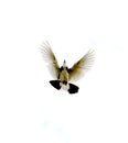 pigeon bird flying.animal theme Royalty Free Stock Photo