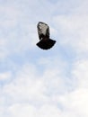 pigeon bird flying.animal theme Royalty Free Stock Photo