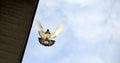 pigeon bird flying.animal theme Royalty Free Stock Photo