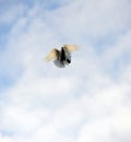 pigeon bird flying.animal theme Royalty Free Stock Photo