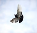 pigeon bird flying.animal theme Royalty Free Stock Photo