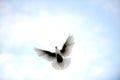 pigeon bird flying.animal theme Royalty Free Stock Photo