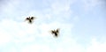 pigeon bird flying.animal theme Royalty Free Stock Photo