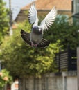 Pigeon bird flying in green garden