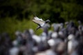 Pigeon bird flying over flock on home roof