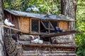 Pigeon bird house on big tree in natural park Royalty Free Stock Photo