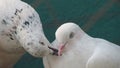 pigeon bird kissing with beaks love pair affection care romance Royalty Free Stock Photo