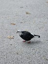 Pigeon Bird Montreal Park downtown Quebec