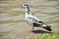 Pigeon Royalty Free Stock Photo