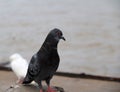 Pigeon bird perching on riverside. Pigeons and doves constitute the bird family Columbidae.