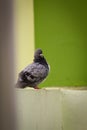 Pigeon Bird photography hobby