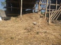 Pigeon bird in the a pile straw
