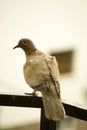 Pigeon bird posing for the camera close up view Royalty Free Stock Photo