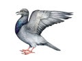 Pigeon bird with raised wing. Watercolor illustration. Bird figure with a wing to study the anatomy and structure of the Royalty Free Stock Photo