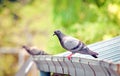 Pigeon bird on the roof