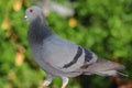 Pigeon bird royalty free photo