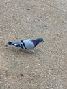 Pigeon bird sand