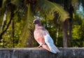 The pigeon bird Royalty Free Stock Photo