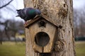 pigeon bird sits on small birdhouse. bird house. on the tree. and looks inside
