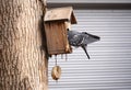 pigeon bird sits in small birdhouse. bird house. on the tree. and looks inside