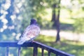 Pigeon bird sitting on the balcony railing Royalty Free Stock Photo