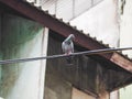 Pigeon bird is sitting Royalty Free Stock Photo