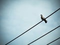 Pigeon bird is sitting on the Electrical powered cable Royalty Free Stock Photo