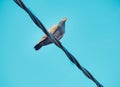 Pigeon bird is sitting on the Electrical powered cable Royalty Free Stock Photo