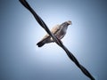 Pigeon bird is sitting on the Electrical powered cable Royalty Free Stock Photo